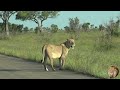 the most beautiful lion story lioness searching for the lost cub of casper the white lion