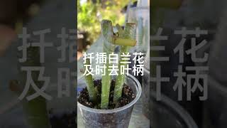 扦插的白兰花，要及时去除叶柄。如果不及时去掉，叶柄就会烂在枝条上，扦插的植物很快就会死掉。