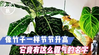 【老花医植物推荐】像竹子一样节节升高，它竟有这么霸气的名字！帝王万年青养护教学Tips and tricks for evergreen.