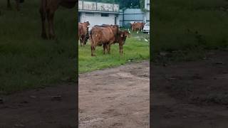 Gou... 😇🐂#music #song #youtube  #hindisong #content #cow #chigo #animals #youtubeshorts #viralshorts