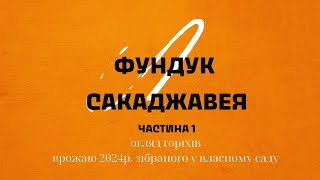 Перспективні сорти фундука: Сакаджавея - огляд горіхів №1, 2025р.