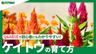 ☘20 :ケイトウの育て方｜どんな土で育てれば良い？種まきの注意点は？花がら摘みもしたほうが良いの？【PlantiaQ&A】植物の情報、育て方をQ&A形式でご紹介