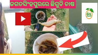 prawn caching #ଚିଙ୍ଗୁଡ଼ି ଚାଷ