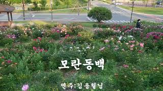 대경하모니카#모란동백 연주 김용철님