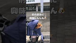 【ポメチワ】きぃ太、カートで初走行😆