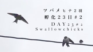 (46)ツバメ2羽孵化23日#2 飛行練習中最後は大雨に/Swallow 2 chicks in the nest! DAY 23#2