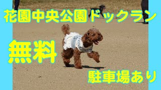 ドックランin花園中央公園