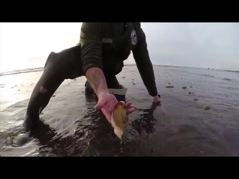 Digging Razor Clams in Washington Digging Razor Clams in Washington