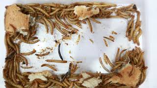 黄粉虫吃面包 - 延时摄影 Mealworms' Time-lapse Eating Bread [4K]