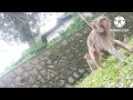 Monkeys family Video# KD Blogs Animals