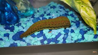 Leech Care, How To House A Pet Leech