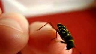 Wasp Beetle