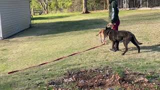 Pippa Advanced Obedience Week 2