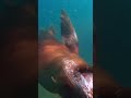 Sea Lion swimming in La Paz, Baja California Sur