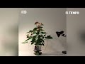 la increíble planta robot el tiempo