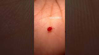 Handling a Red Velvet Mite!