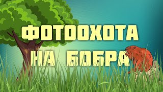 Фотоохота на бобра.