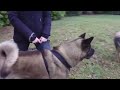 รู้จักสุนัขสายพันธุ์อเมริกัน อคิตะ american akita