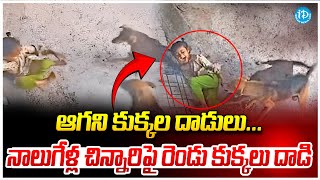 నాలుగేళ్ల చిన్నారిపై కుక్కలు దా*డి |  Stray Dogs Att*ack 4 Years old Girl And Severely Injured