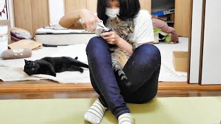 爪切り後は３日間わたしと口をきかないねねこ【猫と巨人の日常】