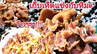 เก็บเห็ดท่ามกลางหิมะ ว้าวๆๆๆ หิมะตกๆ 🍄🌧🇫🇮🤣🤣 Picking Mushrooms in the snow Ep1/7