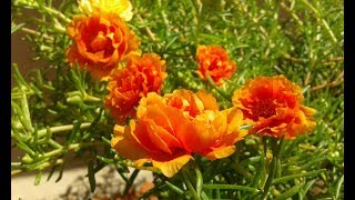 My Portulaca Collections Part 2..