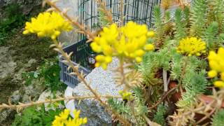 Sedum reflexum iceberg jaune stonecrop