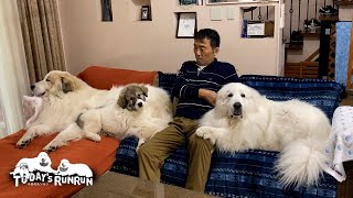 いつだってお父さんの側に居たいルンルンとアランとベルです　Great Pyrenees　グレートピレニーズ