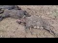 dangerous giant boars top 60 wild boar most excited hunting scenes hoghunt wildboar wildpig