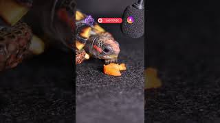 TORTOISE RED FOOT ASMR MUKBANG 🐢 VEGGIE GOD CHAD