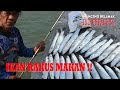 Ikan Rakus Makan ! Umpan Terbukti Gacor ! Mancing Belanak / Mullet Fishing