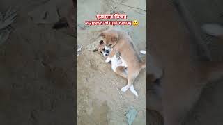 দুই কুকুরের বাচ্চার কোমল ঝগড়া, #dog #animal #কালিকাবাড়ী #চারুয়াপাড়া #ধোবাউড়া #ময়মনসিংহ