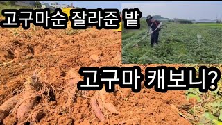 7월에 예초기로 무성한 고구마잎 잘라 준곳 캐보니 ~ A lot of sweet potatoes. 자색고구마 캐기 체험    9일 토요일 신청하세요 010-7636-5078