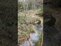 長野　上高地　自然探勝ゾーン　nagano kamikochi exploring zone　紅葉　autumn leaves🍁