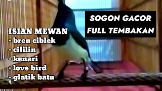 Sogon gacor isian cililin, cigun bikin sogon lain terpancing emosinya ikut nyaut