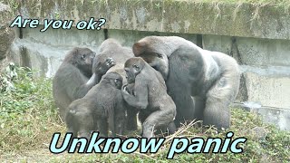 Gorilla D'jeeco family had unknow panic and gathered together / 迪亞哥家族不明原因突然驚慌,快速聚集在一起