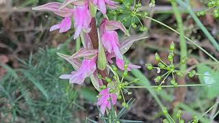 סחלב קדוש Orchis sancta ارکیده