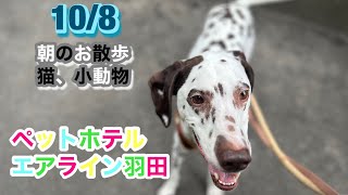 10/8朝☁️ ワンちゃんお散歩ドッグラン〜猫ちゃん〜小動物〜ご様子です♪羽田空港近くのペットホテルエアライン羽田にご宿泊中のペットちゃん達です♡無料送迎なので楽々チェックイン