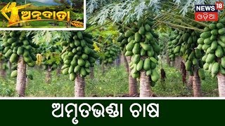 ବ୍ୟବସାୟିକ ଭିତ୍ତିରେ ଅମୃତଭଣ୍ଡ ଚାଷ | ଅନ୍ନଦାତା | News18 odia