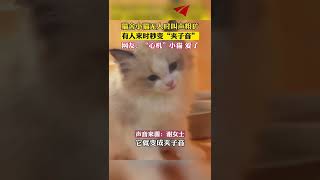 猫舍小猫无人时叫声粗犷，有人来时秒变“夹子音”