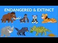 Endangered and Extinct Animals | Video for Kids | Rare Extinct Animals Video
