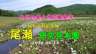 20220613めざせ楽々水芭蕉見学　特別天然記念物 尾瀬 研究見本園