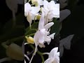 mini phalaenopsis joy spring venus você encontra aqui na orquideas u0026 cia 🤍