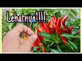 Berkebun P0k0k Penting Kegunaan Harian | Share Hobi Part 4 |