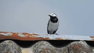 Pliszka siwa odgłos (Motacilla alba)