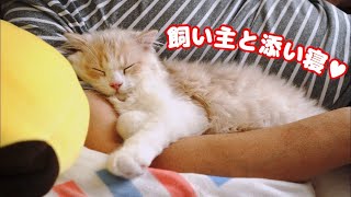 飼い主の腕枕で一緒に添い寝する子猫と先住猫が甘えん坊でかわいい！