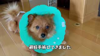 【犬避妊手術】ポメラニアン避妊手術 手術入院～退院後 費用など