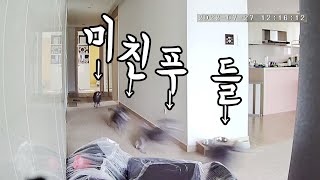 CCTV에 찍힌 미친 푸들