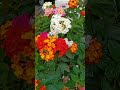 lantana camara 五顏六色漂亮的馬櫻丹也稱五色梅~😍