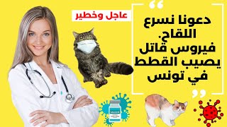 The deadly virus that infected cats in Tunisia has its symptoms and how it spreads